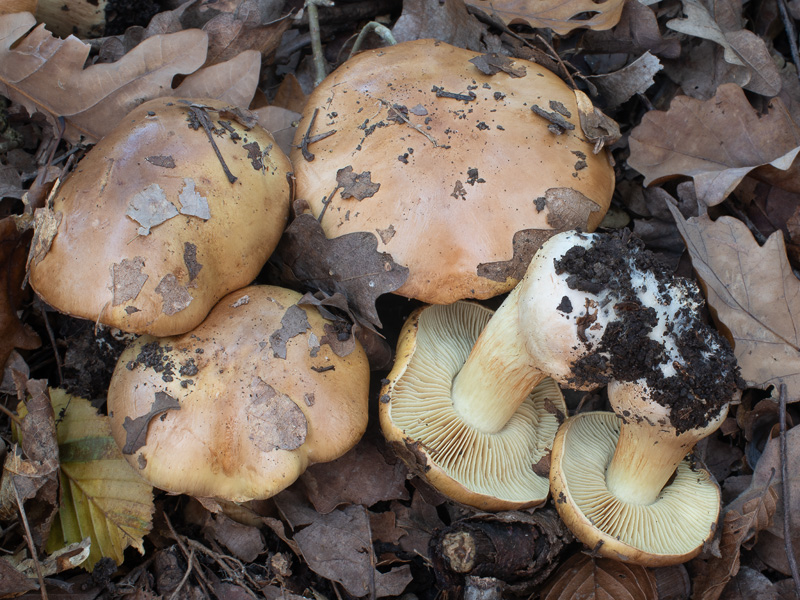 Cortinarius majoranae